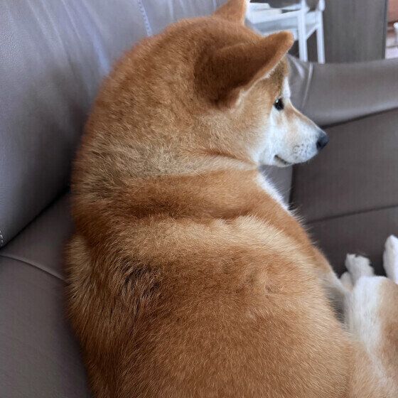 背中を向ける犬