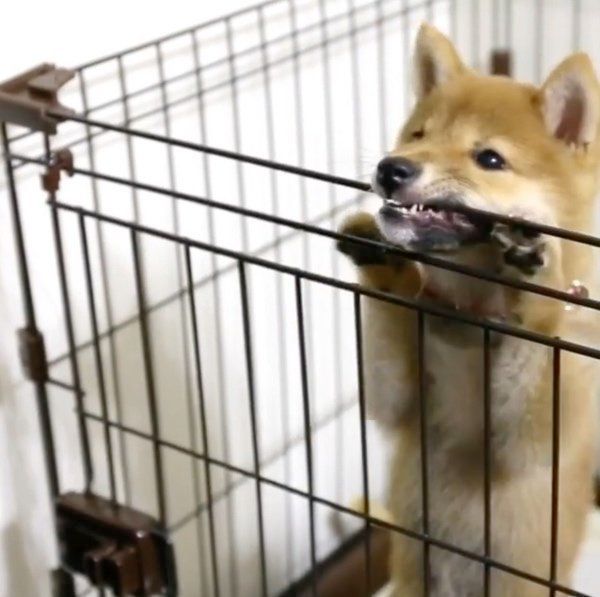 飼い主さんに媚びを売る柴犬