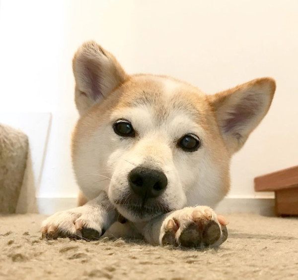 柴犬のリリコちゃん