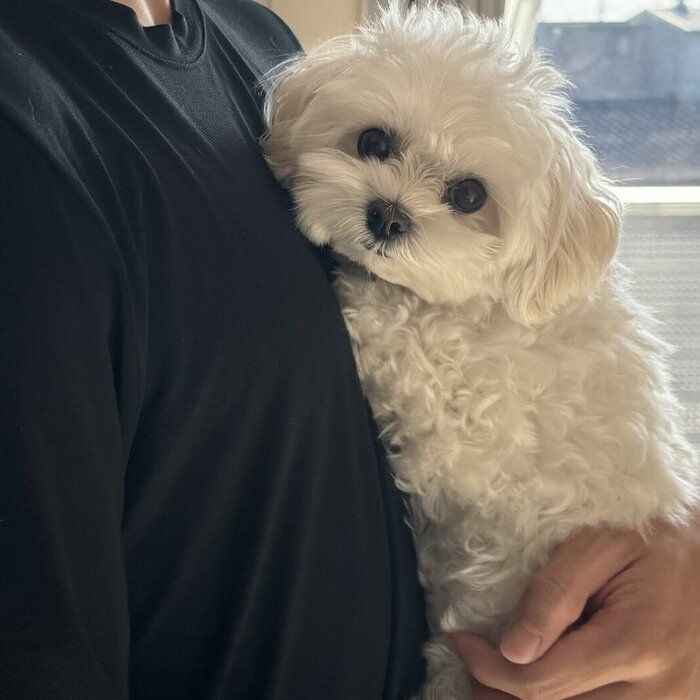 飼い主さんに抱っこしてもらう愛犬