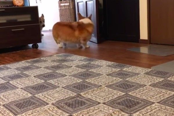 コーギー兄妹