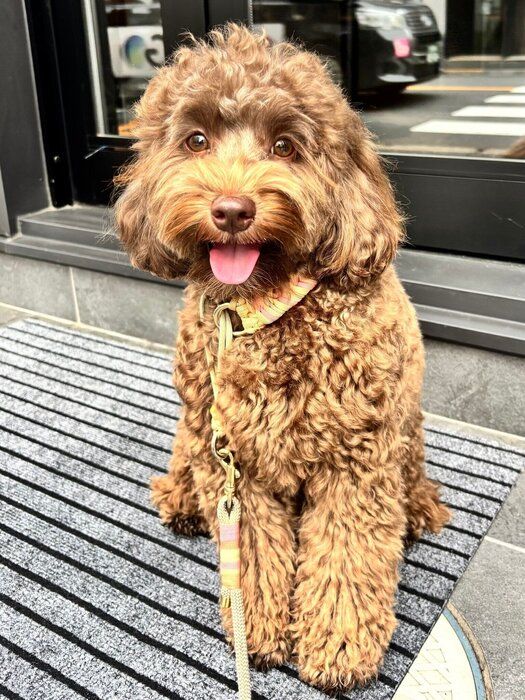 1才3カ月頃の犬