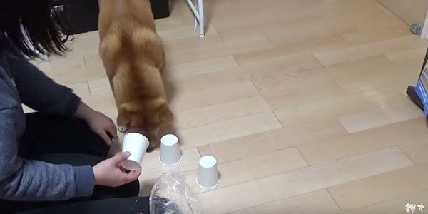 シャッフルゲームに挑戦する柴犬