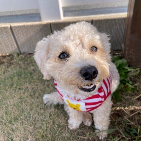 かわいいmix犬