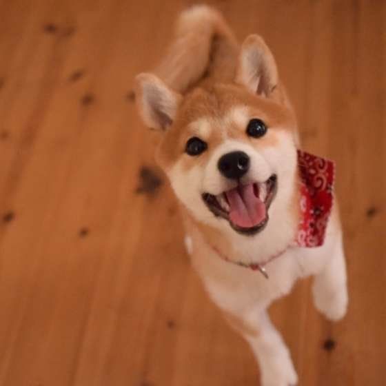 りんちゃん