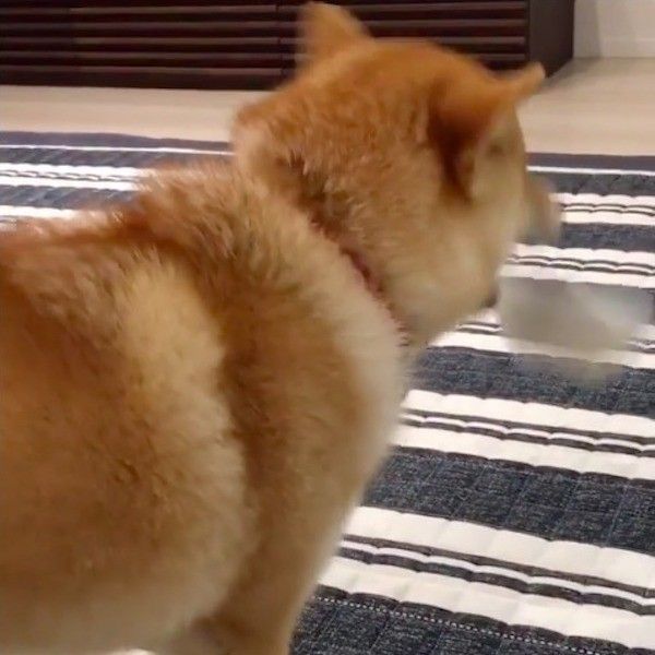 柴犬