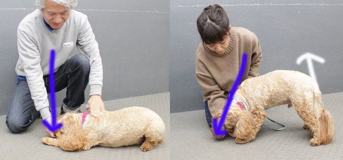 ↑同じような動きをしているつもりでも、同じではない。私は犬の鼻先を真下に誘導しているが、右は斜め前方に誘導してしまっている