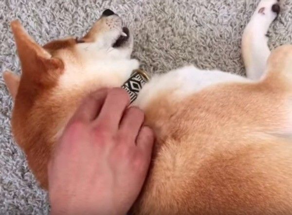 柴犬