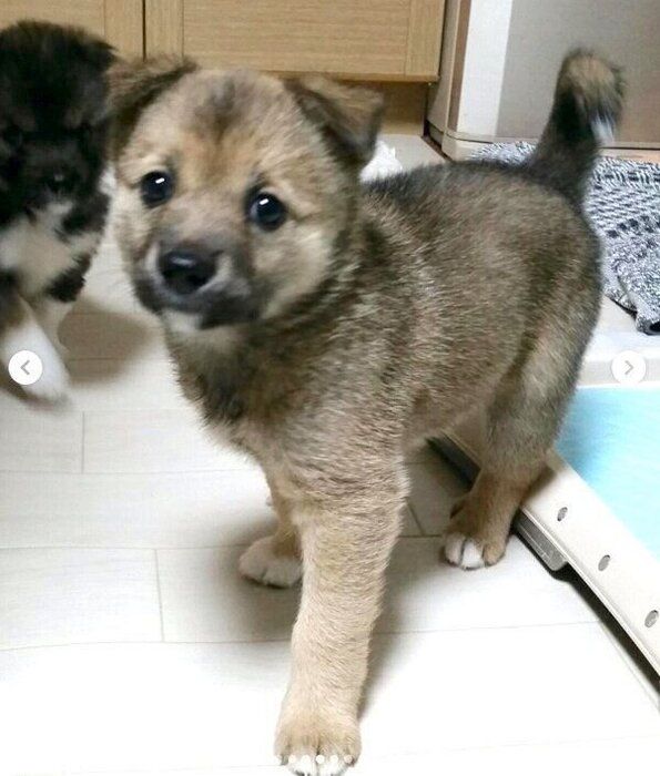 子犬時代のあずきちゃん