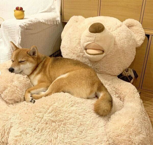 クマのぬいぐるみの上でまったり中のアキちゃんと、後ろからひょこっと顔を出すラルくん
