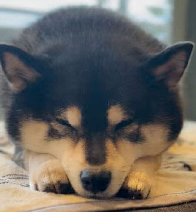 眠たそうな吾子ちゃん