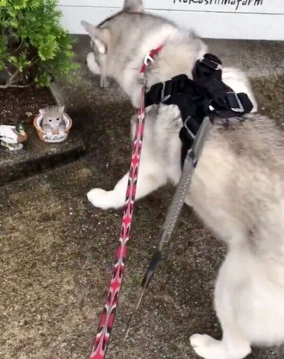 置物にビビるニポくん