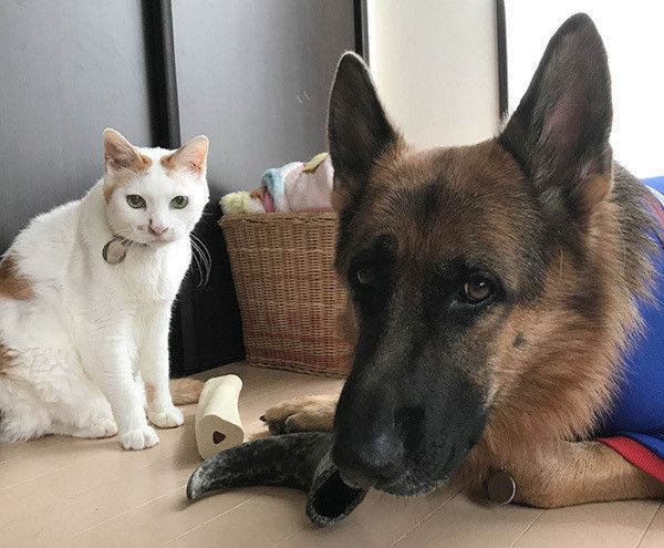 シェパードと猫