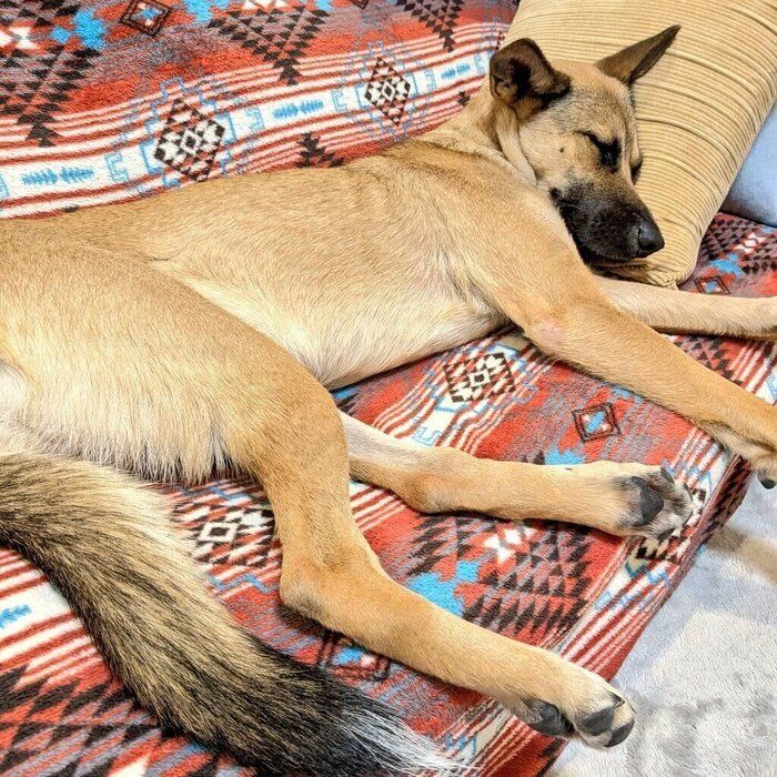 穏やかな表情で眠るリラちゃん　安心している様子が伝わってくる