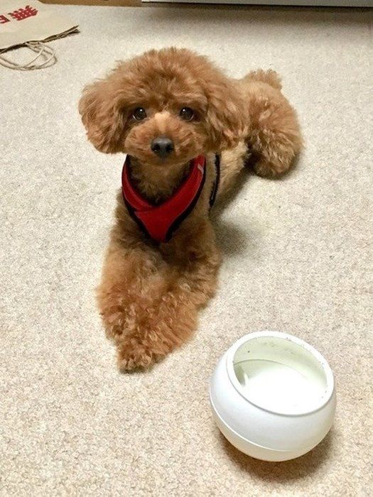 トイプーちゃん