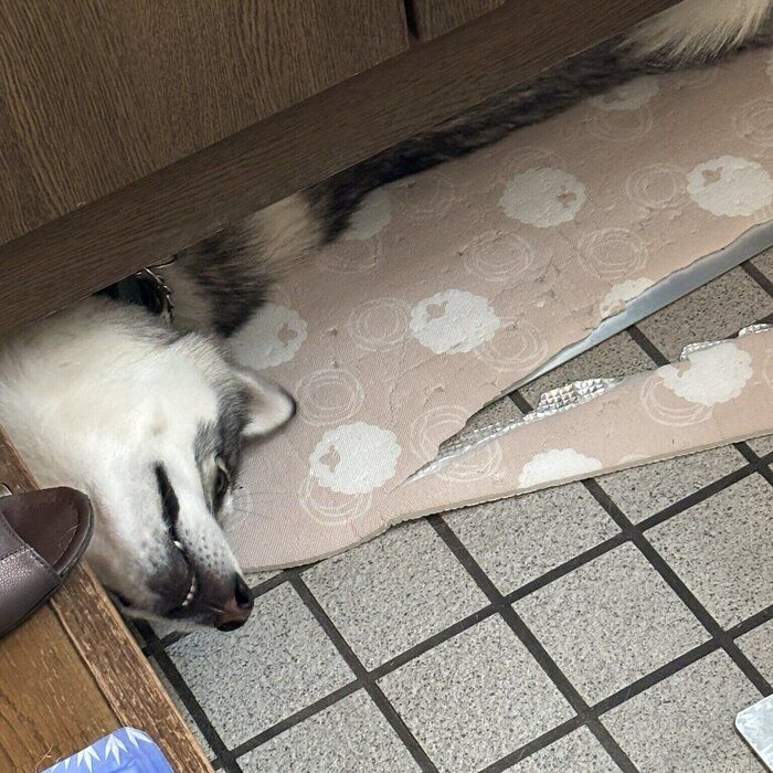 「毎朝その寝方どうにかならんか」と投稿され話題になった1枚　