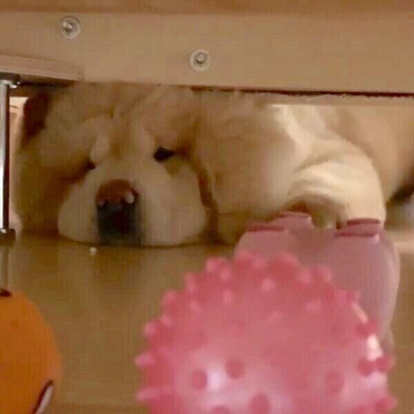 ボールを取ろうとするくり蔵くん