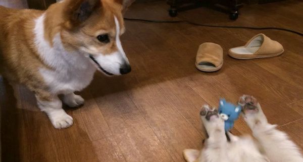 遊ぶコーギー
