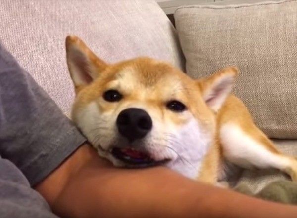 柴犬