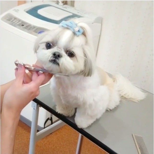 喜びワンコ