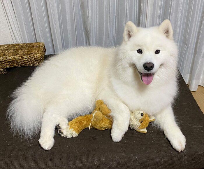 笑顔が可愛いこはくちゃん