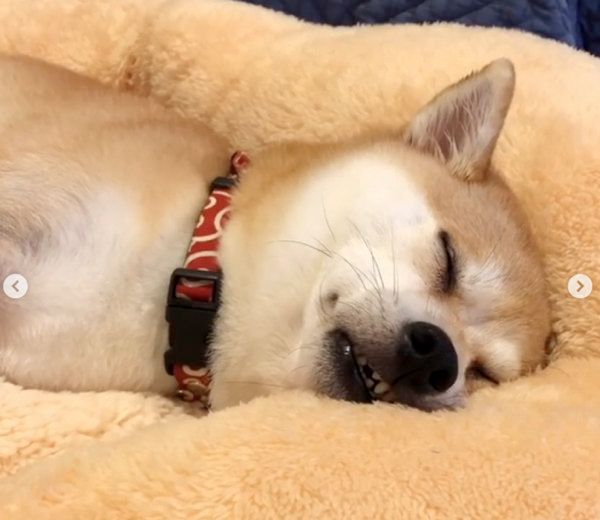 熟睡する柴犬