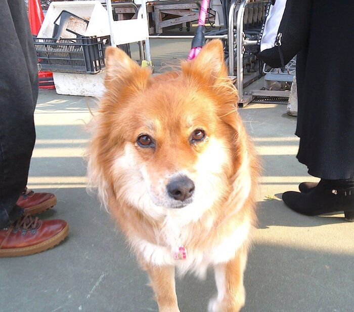 ��²�Ǥ��Ф��������Ƥ����