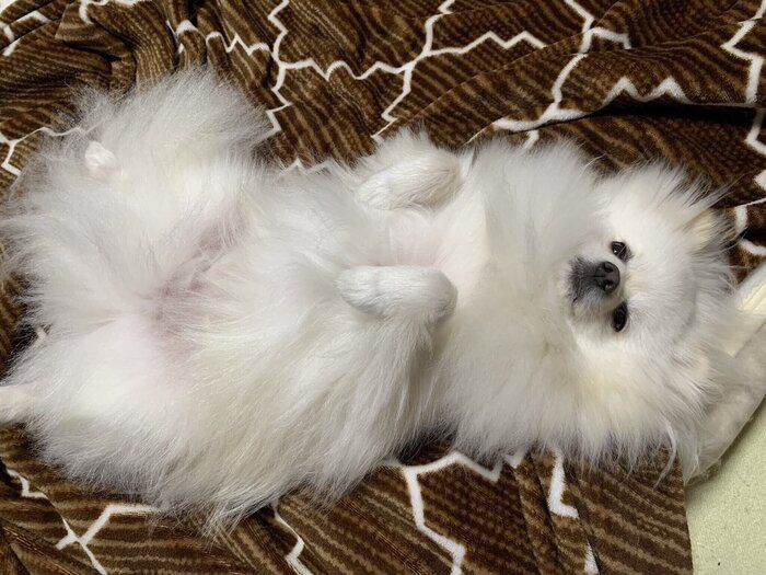 「うちのコ記念日」を迎えた犬