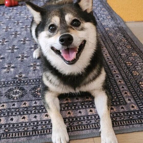 ニコニコ笑顔の柴犬