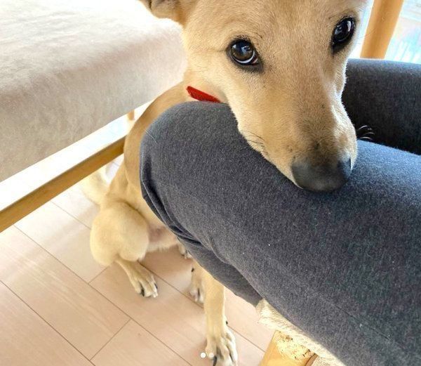 足にアゴを乗せるりくちゃん