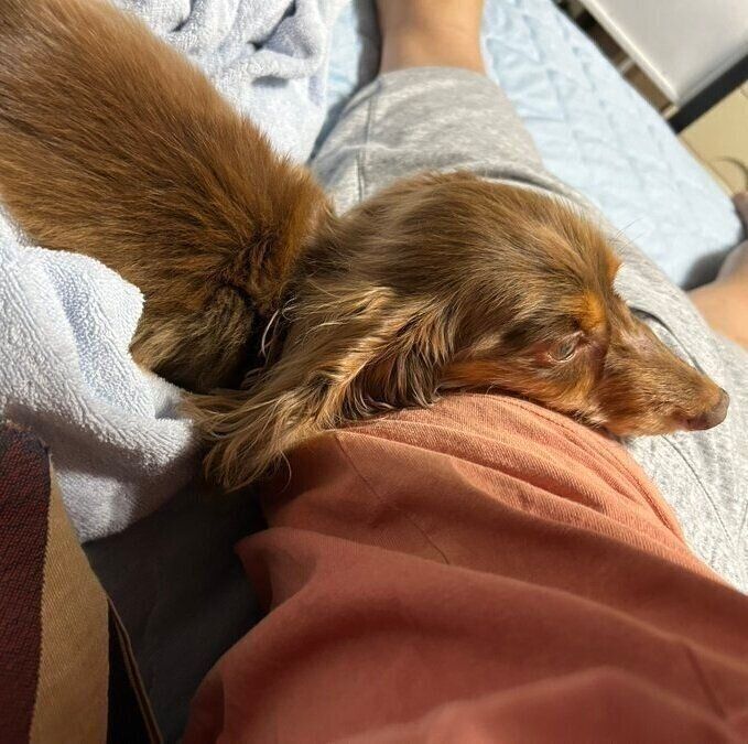 最初は緊張でおとなしかったダックスの保護犬　飼い主の腰にあごを乗せてくつろぐ姿にほっこり