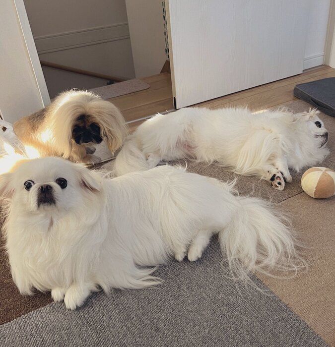 一番奥にいるのがさすけくん