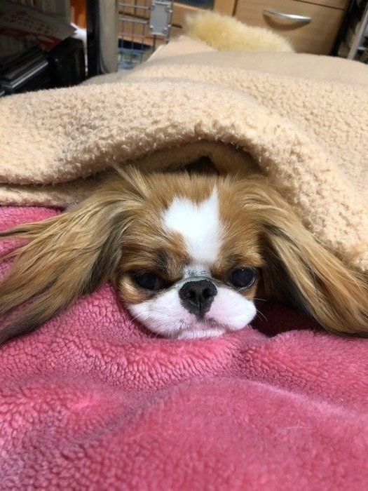 狆