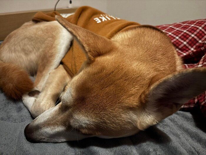スヤスヤ眠るまめたくん