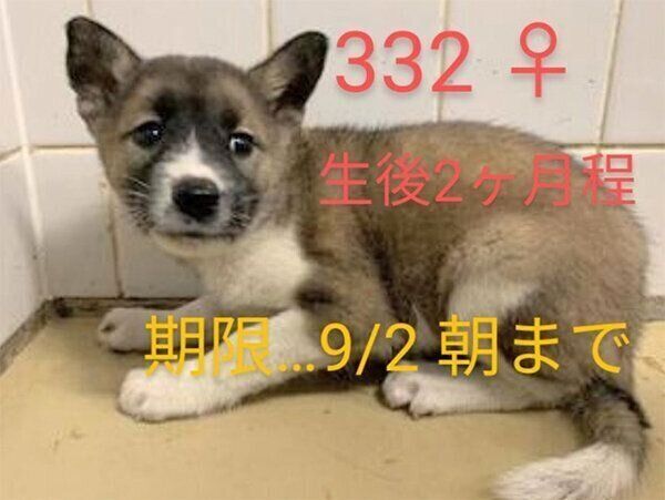 里親募集サイトに掲載されていた、ととちゃんの写真