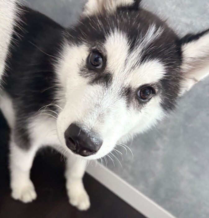 お迎えしたばかりのころのごまちゃん