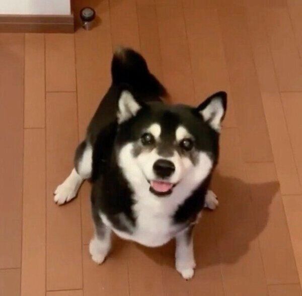 ごはんが食べたくて前足をパタパタ動かしちゃう豆太郎くん