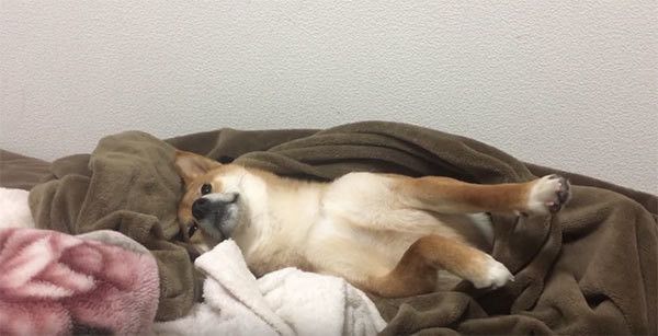 起きた柴犬