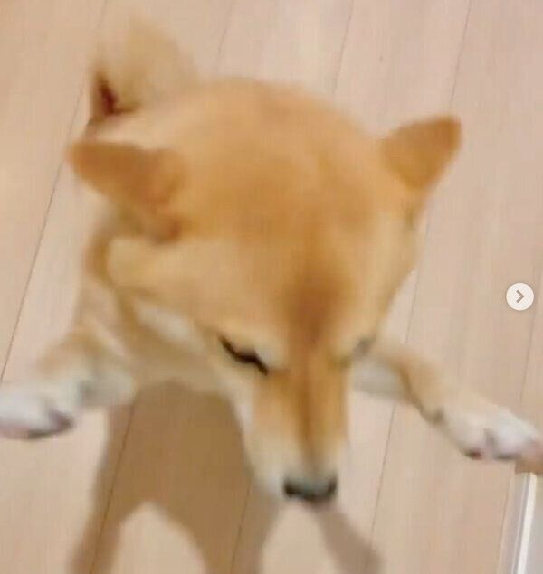 飼い主さんの帰宅を大歓迎するおまめちゃん
