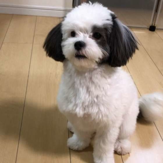 お座りするMix犬
