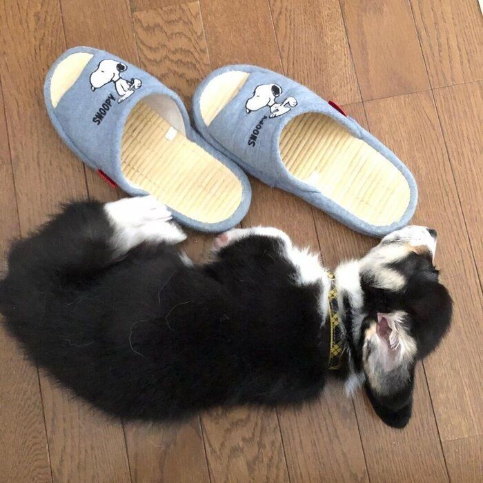 コーギー こゆきちゃん
