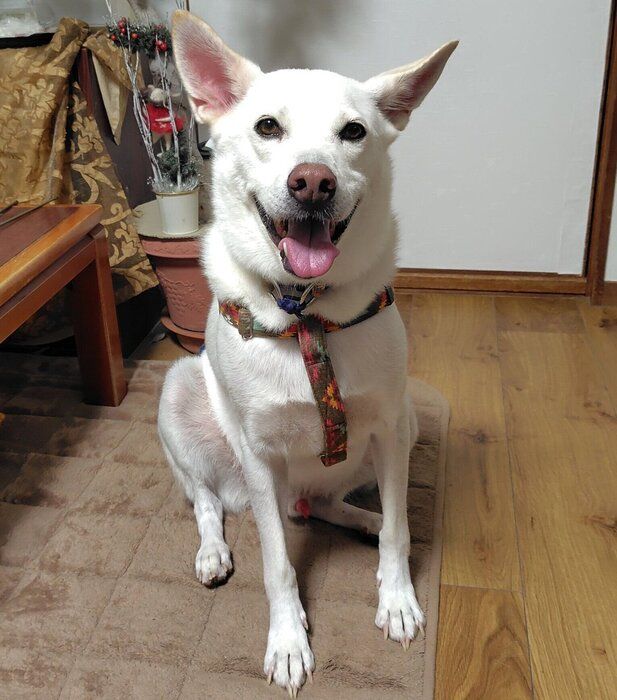 ニコニコ笑顔のクーちゃん