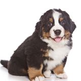 もふもふの大型犬 かわいい画像をまとめてお届け 犬種の特徴も解説 いぬのきもちweb Magazine もふもふの大型犬 かわいい画像をまとめてお届け 犬種の特徴も解説 いぬのきもちweb Magazine