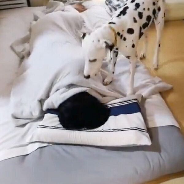 飼い主さんを起こすケイトちゃん
