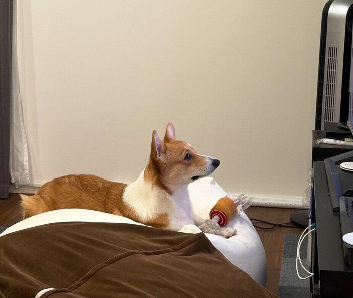 �ƥ�Ӥ򸫤륦���륷�塦�����������ڥ�֥�����