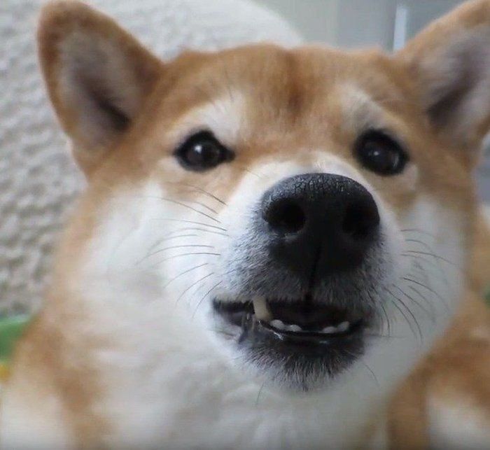 切ない声を出す柴犬