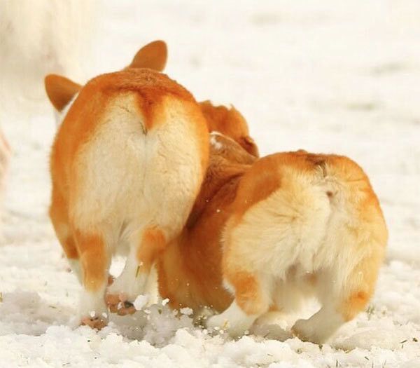 走るコーギー