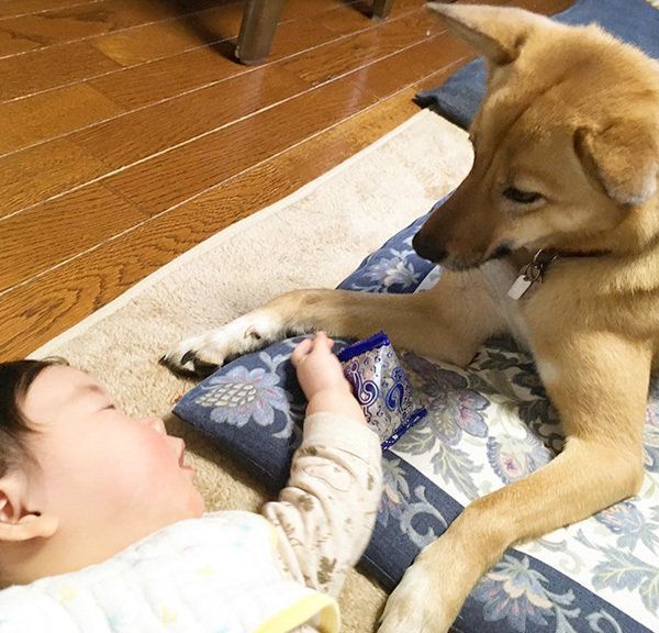 こむぎちゃん