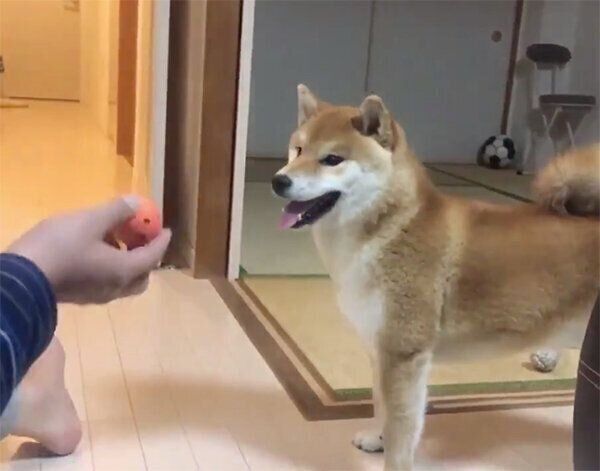ボールを見つめるこむぎくん