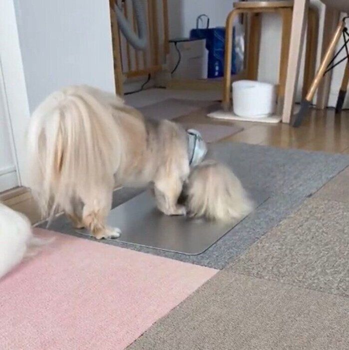 寝床を整えるさすけくん